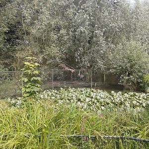 Enclosure Wattled cranes