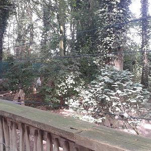 Enclosure Red-crowned cranes