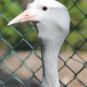 Blue crane