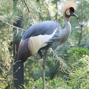 Grey crowned crane