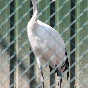 Red-crowned crane