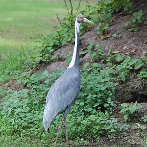 Free-ranging White-necked crane