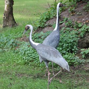 Free-ranging White-necked cranes