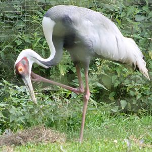 White-necked crane