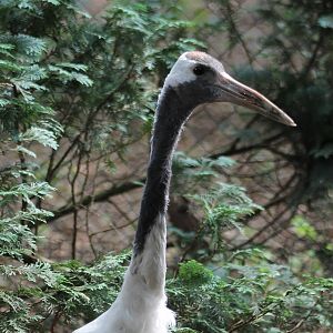 Red-crowned crane
