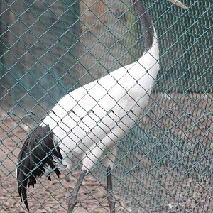 Red-crowned crane