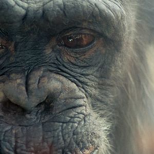 The Man Who Got Away