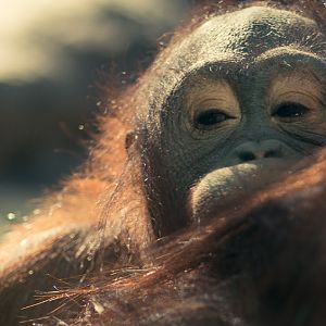 A Head Full of Dreams