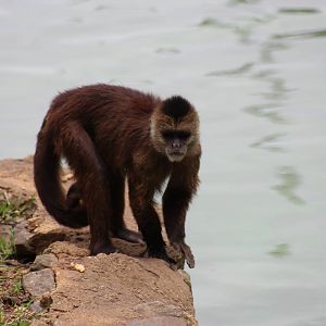 Macaco Prego Caiarara