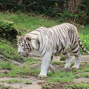 White Bengal Tiger