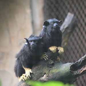Sagui de m?os douradas