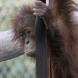 Sumatran orang utan