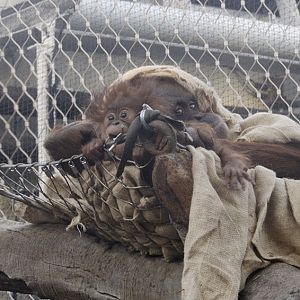 Sumatran orang utans Siska and Subis