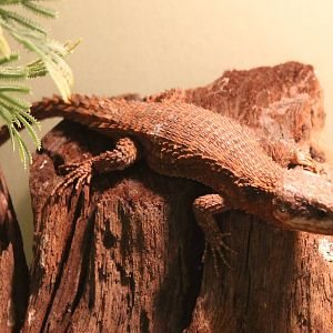 East african girdled lizard