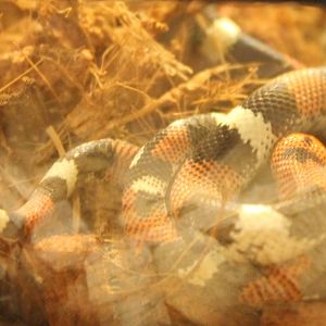 Three-colored hooknose