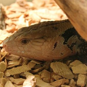 Blue-tongued skink