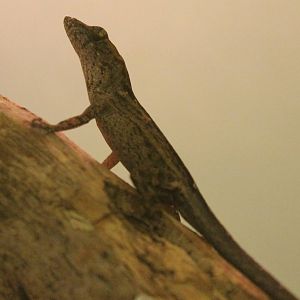 Brown anole