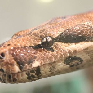 Boa constrictor