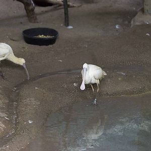 Spoonbill
