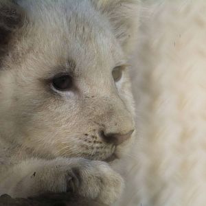 White Lion cub