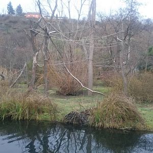 Silvery gibbon enclosure