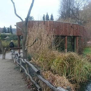 Silvery gibbon indoor-enclosure