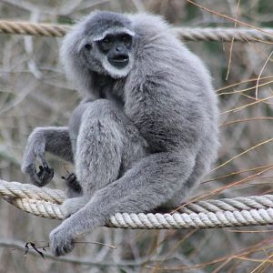Silvery gibbon