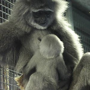 Silvery gibbon with baby