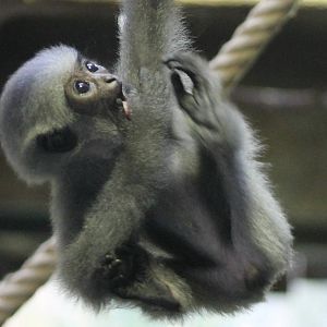 Silvery gibbon baby