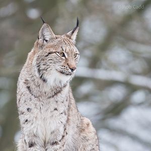 Northern lynx : Whipsnade : 17 Jan 2016