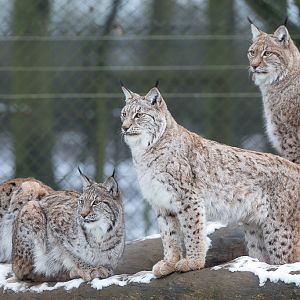 Northern lynx : Whipsnade : 17 Jan 2016