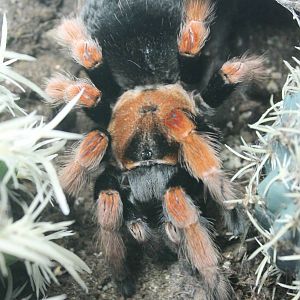 Boehm's bird-eating spider