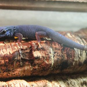 Electric blue dwarf gecko