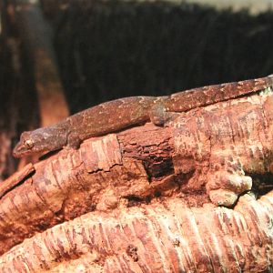 Mourning gecko