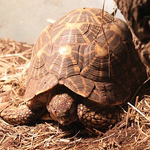 Indian star tortoise