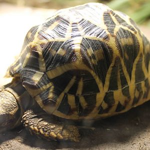 Indian star tortoise