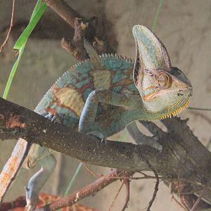 Veiled chameleon