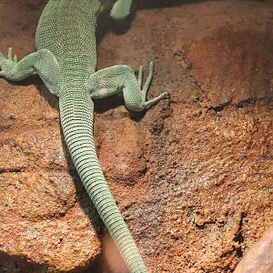 Green tree monitor