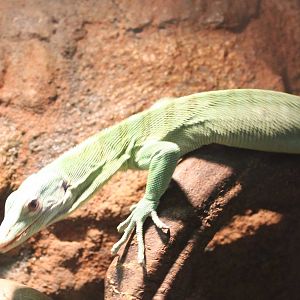 Green tree monitor