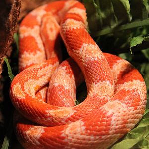 Corn snake