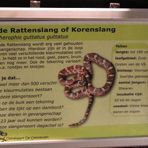 Sign Cornsnake