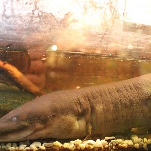 Three-toed amphiuma