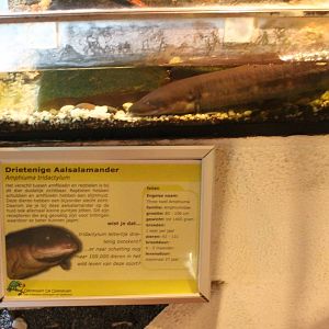 Sign and part enclosure Amphiuma
