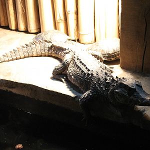 Smooth-fronted caiman