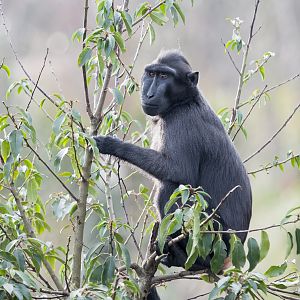 Sulawesi Crested Macaque - Islands - 23/01/2016