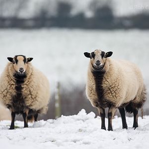 Sheep : Whipsnade : 17 Jan 2015