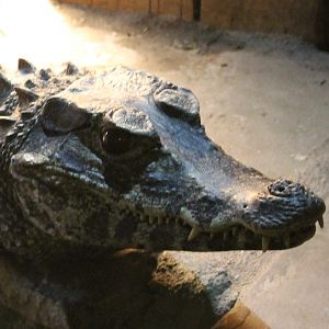 Smooth-fronted caiman
