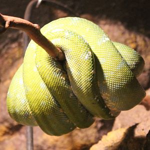 Green tree python