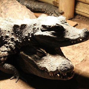 African dwarf crocodiles