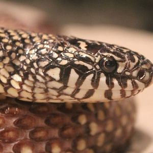 Eastern kingsnake